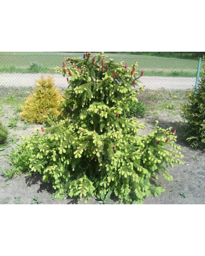 Ялина звичайна / європейська Акрокона | Picea abies Acrocona | Ель обыкновенная / европейская Акрокона