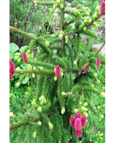 Ялина звичайна / європейська Акрокона | Picea abies Acrocona | Ель обыкновенная / европейская Акрокона