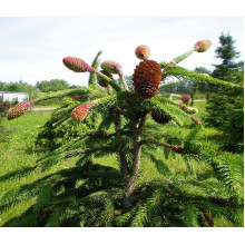 Ялина звичайна / європейська Акрокона | Picea abies Acrocona | Ель обыкновенная / европейская Акрокона