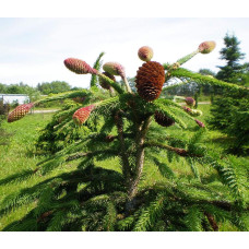 Ялина звичайна / європейська Акрокона | Picea abies Acrocona | Ель обыкновенная / европейская Акрокона