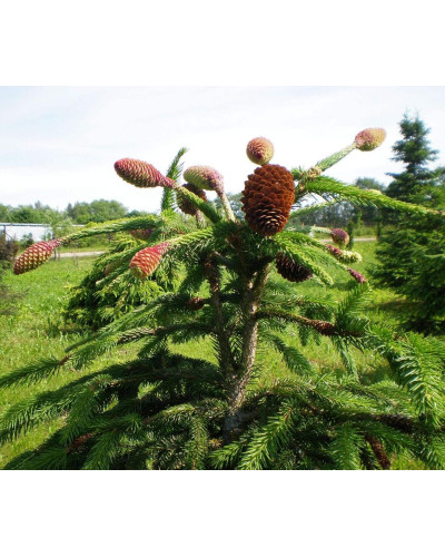 Ялина звичайна / європейська Акрокона | Picea abies Acrocona | Ель обыкновенная / европейская Акрокона