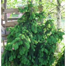 Ялина звичайна / європейська Акрокона | Picea abies Acrocona | Ель обыкновенная / европейская Акрокона