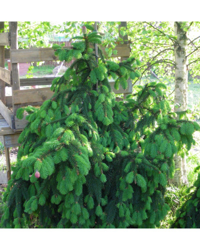 Ялина звичайна / європейська Акрокона | Picea abies Acrocona | Ель обыкновенная / европейская Акрокона