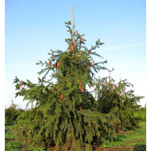 Ялина звичайна / європейська Акрокона | Picea abies Acrocona | Ель обыкновенная / европейская Акрокона