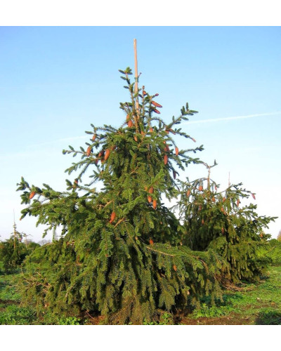 Ялина звичайна / європейська Акрокона | Picea abies Acrocona | Ель обыкновенная / европейская Акрокона