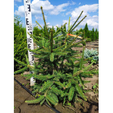 Ялина звичайна / європейська Акрокона | Picea abies Acrocona | Ель обыкновенная / европейская Акрокона