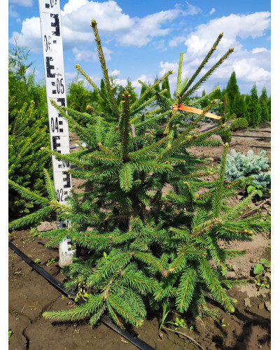 Ялина звичайна / європейська Акрокона | Picea abies Acrocona | Ель обыкновенная / европейская Акрокона