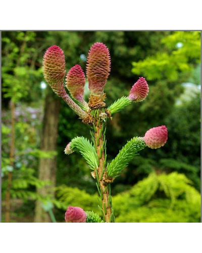 Ялина звичайна / європейська Акрокона | Picea abies Acrocona | Ель обыкновенная / европейская Акрокона
