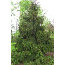 Ялина звичайна / європейська Акрокона | Picea abies Acrocona | Ель обыкновенная / европейская Акрокона
