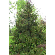 Ялина звичайна / європейська Акрокона | Picea abies Acrocona | Ель обыкновенная / европейская Акрокона