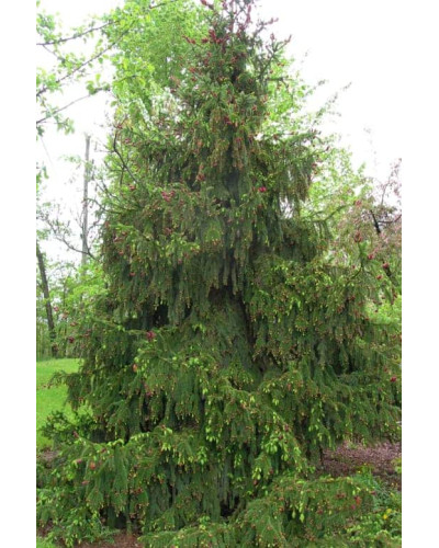 Ялина звичайна / європейська Акрокона | Picea abies Acrocona | Ель обыкновенная / европейская Акрокона