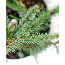 Ялина звичайна / європейська Акрокона | Picea abies Acrocona | Ель обыкновенная / европейская Акрокона