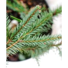 Ялина звичайна / європейська Акрокона | Picea abies Acrocona | Ель обыкновенная / европейская Акрокона
