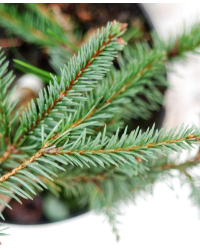 Ялина звичайна / європейська Акрокона | Picea abies Acrocona | Ель обыкновенная / европейская Акрокона