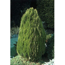 Туя східна Платікладус / Біота | Туя восточная Платикладус / Биота | Thuja orientalis Platycladus / Biota