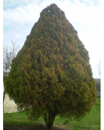 Туя східна Платікладус / Біота | Туя восточная Платикладус / Биота | Thuja orientalis Platycladus / Biota