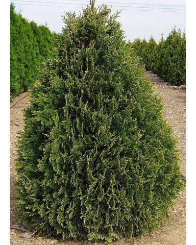 Туя східна Платікладус / Біота | Туя восточная Платикладус / Биота | Thuja orientalis Platycladus / Biota