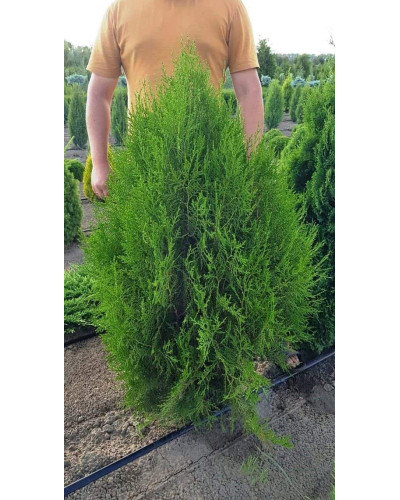 Туя східна Платікладус / Біота | Туя восточная Платикладус / Биота | Thuja orientalis Platycladus / Biota