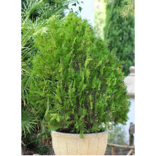 Туя східна Платікладус / Біота | Туя восточная Платикладус / Биота | Thuja orientalis Platycladus / Biota