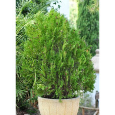 Туя східна Платікладус / Біота | Туя восточная Платикладус / Биота | Thuja orientalis Platycladus / Biota