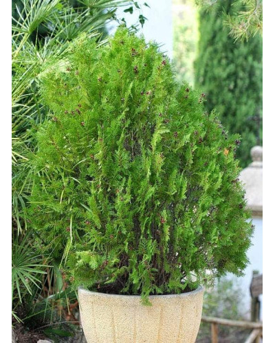 Туя східна Платікладус / Біота | Туя восточная Платикладус / Биота | Thuja orientalis Platycladus / Biota