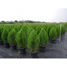 Туя східна Платікладус / Біота | Туя восточная Платикладус / Биота | Thuja orientalis Platycladus / Biota