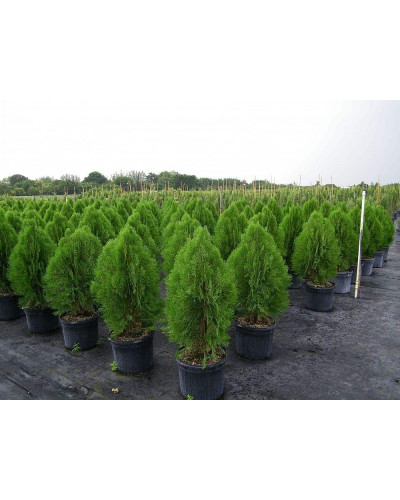 Туя східна Платікладус / Біота | Туя восточная Платикладус / Биота | Thuja orientalis Platycladus / Biota