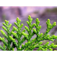 Туя східна Платікладус / Біота | Туя восточная Платикладус / Биота | Thuja orientalis Platycladus / Biota