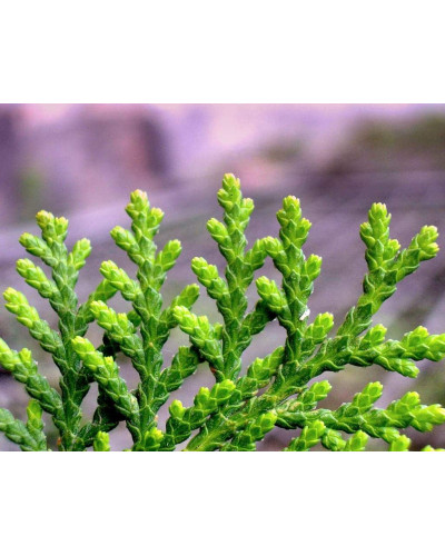 Туя східна Платікладус / Біота | Туя восточная Платикладус / Биота | Thuja orientalis Platycladus / Biota
