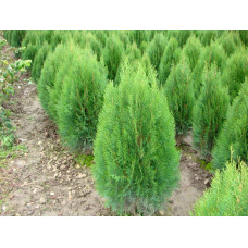 Туя східна Платікладус / Біота | Туя восточная Платикладус / Биота | Thuja orientalis Platycladus / Biota