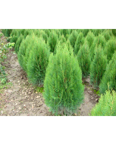 Туя східна Платікладус / Біота | Туя восточная Платикладус / Биота | Thuja orientalis Platycladus / Biota