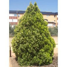 Туя східна Платікладус / Біота | Туя восточная Платикладус / Биота | Thuja orientalis Platycladus / Biota