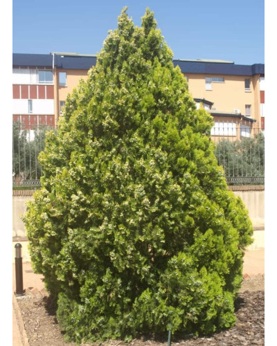 Туя східна Платікладус / Біота | Туя восточная Платикладус / Биота | Thuja orientalis Platycladus / Biota