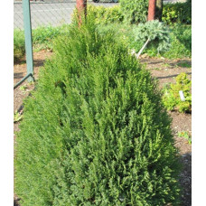 Туя східна Платікладус / Біота | Туя восточная Платикладус / Биота | Thuja orientalis Platycladus / Biota