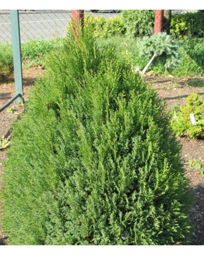 Туя східна Платікладус / Біота | Туя восточная Платикладус / Биота | Thuja orientalis Platycladus / Biota