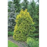 Туя східна Голден Мінарет| Thuja orientalis Golden Minaret | Туя восточная Голден Минарет