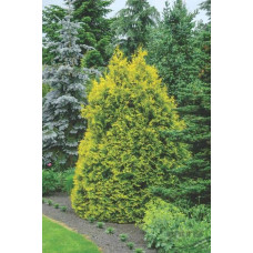 Туя східна Голден Мінарет| Thuja orientalis Golden Minaret | Туя восточная Голден Минарет