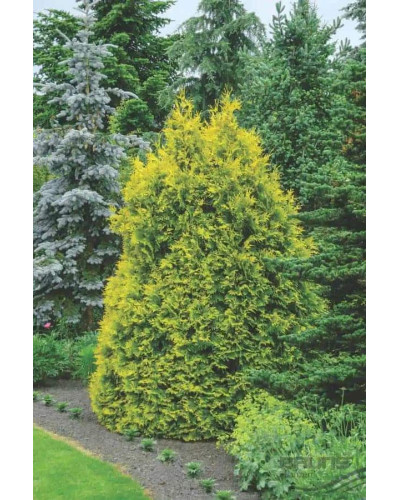 Туя східна Голден Мінарет| Thuja orientalis Golden Minaret | Туя восточная Голден Минарет