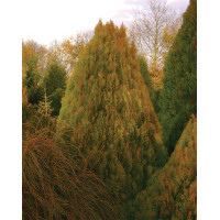 Туя східна Голден Мінарет| Thuja orientalis Golden Minaret | Туя восточная Голден Минарет