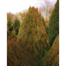 Туя східна Голден Мінарет| Thuja orientalis Golden Minaret | Туя восточная Голден Минарет