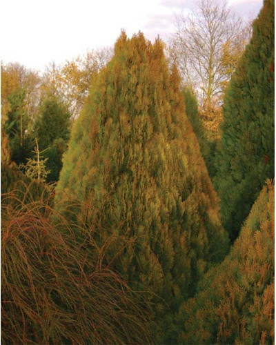 Туя східна Голден Мінарет| Thuja orientalis Golden Minaret | Туя восточная Голден Минарет