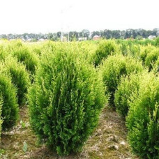 Туя східна Голден Мінарет| Thuja orientalis Golden Minaret | Туя восточная Голден Минарет