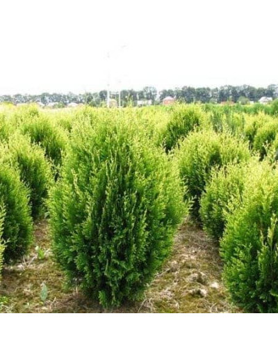 Туя східна Голден Мінарет| Thuja orientalis Golden Minaret | Туя восточная Голден Минарет