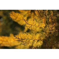 Туя східна Голден Мінарет| Thuja orientalis Golden Minaret | Туя восточная Голден Минарет