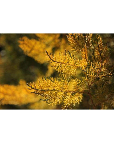 Туя східна Голден Мінарет| Thuja orientalis Golden Minaret | Туя восточная Голден Минарет