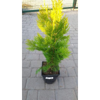 Туя східна Голден Мінарет| Thuja orientalis Golden Minaret | Туя восточная Голден Минарет