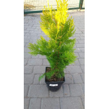 Туя східна Голден Мінарет| Thuja orientalis Golden Minaret | Туя восточная Голден Минарет