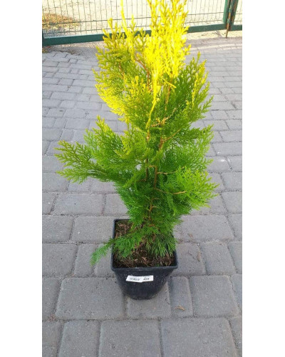 Туя східна Голден Мінарет| Thuja orientalis Golden Minaret | Туя восточная Голден Минарет