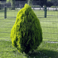 Туя східна Голден Мінарет| Thuja orientalis Golden Minaret | Туя восточная Голден Минарет