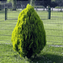 Туя східна Голден Мінарет| Thuja orientalis Golden Minaret | Туя восточная Голден Минарет